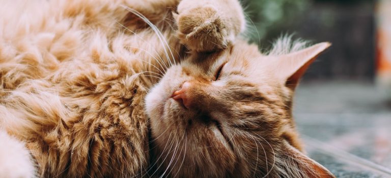 orange Persian cat sleeping